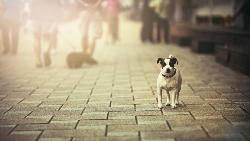 dog_puppy_animal_pet_alone_street_1920x1080